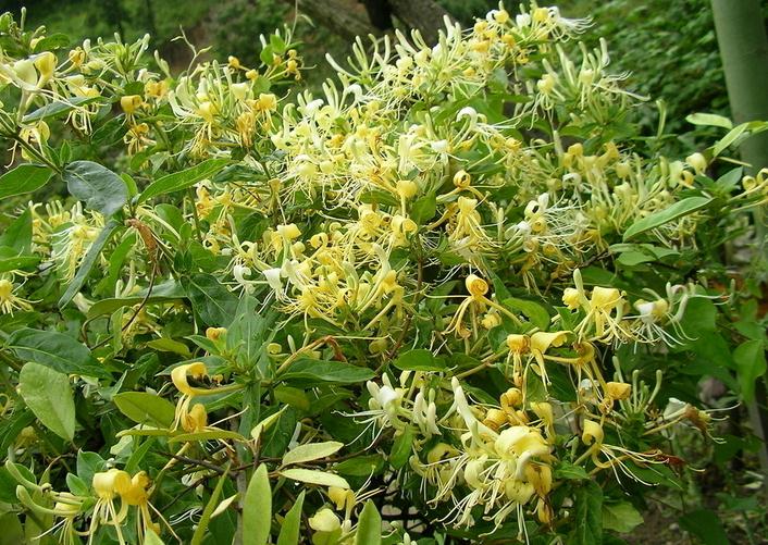 Japanese Honeysuckle seeds Lonicera japonica seeds